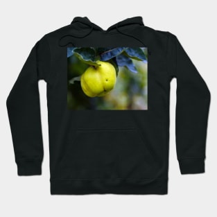 Yellow ripe quince on branch Hoodie
